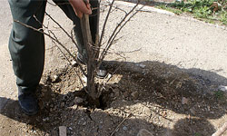 طرح مطالعه جامع چگونگی خشکی درختان در اصفهان